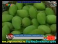 Người trồng xoài trúng lớn