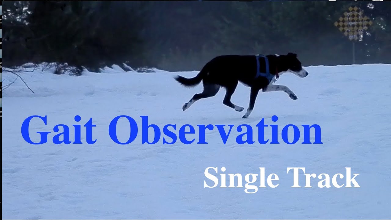 Dog Gait Observation single track gaiting in snow YouTube