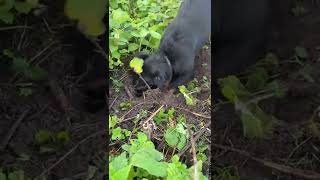 Jagd Terrier