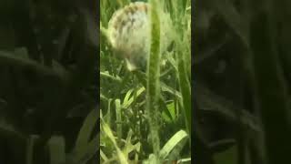Deniz Tarağı Sualtıdaki Yüzmesi