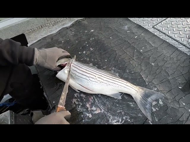 Watch The Secret To Filleting Striped Bass Without Damaging Your Knife on YouTube.