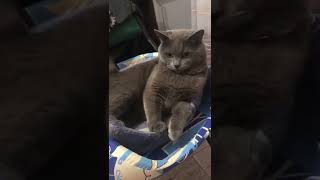 Funny Cats... Смешные Котики