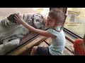 FORGET CATS Funny KIDS vs ZOO ANIMALS are WAY FUNNIER - TRY NOT TO LAUGH