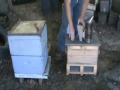 Grafting And Raising Queen Honeybees