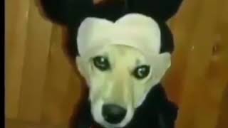 Cu Preto