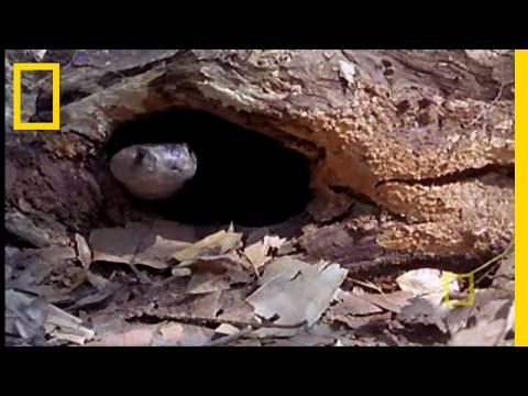 Cobra vs. Monitor Lizard