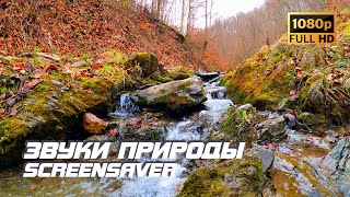 Живая Природа - Ручей | Река | Осень | Звуки Природы | Звуки Реки | Шум Воды | Релаксация | Заставка