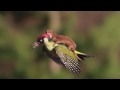 Weasel Riding On A Bird - Parry Gripp