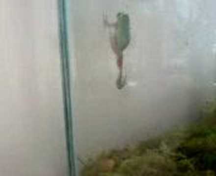 Frogs+climbing