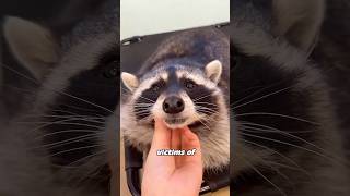 Why Racs Make Surprisingly Great Pets