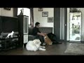 乱暴なピレニーズ(森田誠の犬しつけ)
