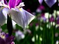 金沢卯辰山 花菖蒲園 ハナショウブとアジサイ