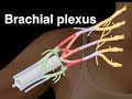 Brachial plexus