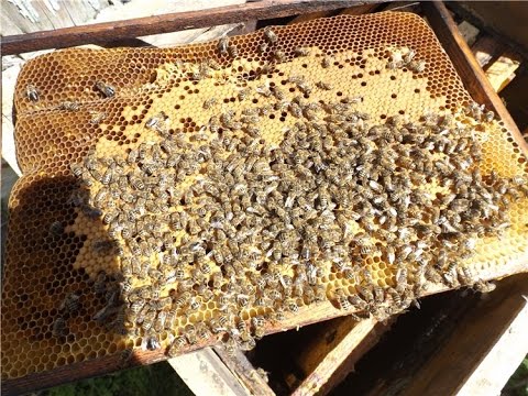 Как сделать пчелиный отводок видео Как сделать пчелиный отводок видео