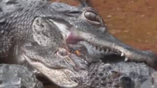 Combattimenti shockanti di animali