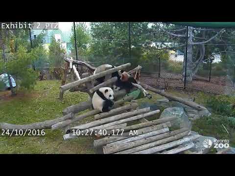 Giant Panda Cub Fall Compilation- Toronto Zoo - YouTube (10月07日 22:45 / 6 users)