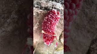 Asmr Crushed Snail Eggs Apple Snail Egg Part 2