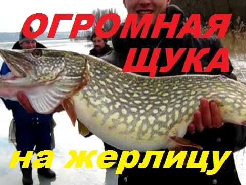 щуки монстры на жерлицу щуки монстры на жерлицу
