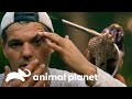 Mortífero ataque de serpiente Russell ¡directo a los ojos! | Wild Frank en India | Animal Planet