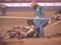 GRAPHIC -- Criminal Horse Abuse at Oklahoma Prison Rodeo