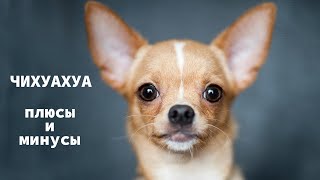 ЧИХУАХУА. Плюсы и минусы породы Chihuahua