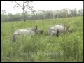 Mating medley: an animal compilation!