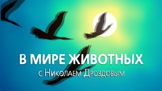 В Мире Животных С Николаем Дроздовым  Выпуск 17. 31 Июля 2019.