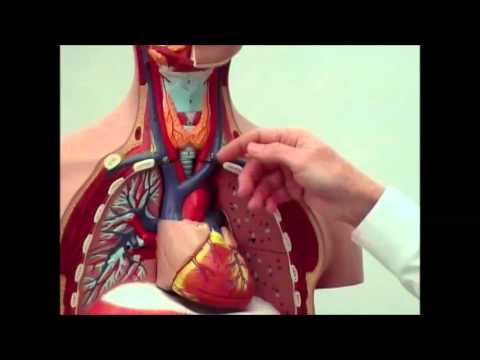 Intro Anatomy 2- Thoracic Cavity - YouTube