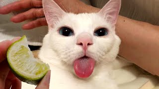 Play this video FUNNY CAT MEMES COMPILATION OF 2022 PART 36