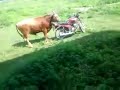 La mucca arrapata che si sente sola.