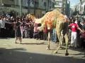 camel qurbani