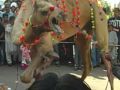 Camel's Qurbani Shot @ Karachi,ML Tower,Soldier Bazar