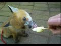 Baby fox is licking icecream
