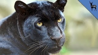 Black Panthers Don't Exist