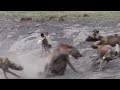 مجوعة كلاب متوحشة تفترس ضبع Wild dogs prey hyena HD