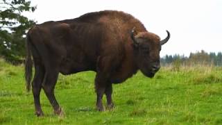 Royal Outfitters UK Bison