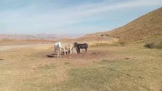 Sidar Beritan Leyla