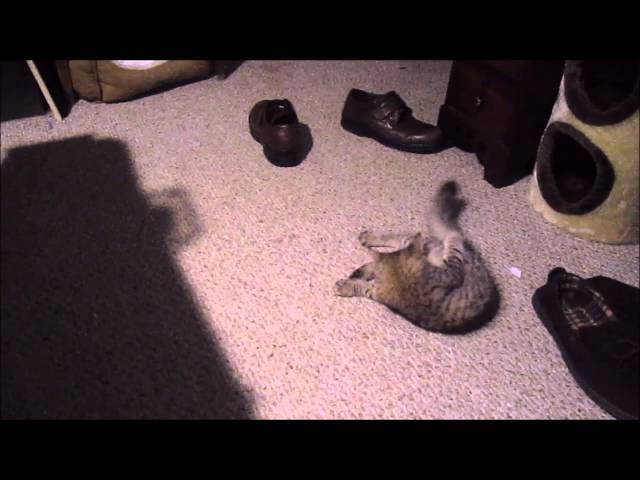 Kitten Loves Putting Stuff In Shoe - Video