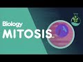 Mitosis - Stages of Mitosis | Cells | Biology | FuseSchool