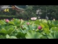 [4K Ultra HD] DMC-GH4 Ueno Onshi Park (Shinobazunoike)不忍池の蓮 電動スライダー