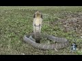 Black Mambas 11 Mamba Vs King Cobra images Black Mambas 11 Mamba Vs King Cobra