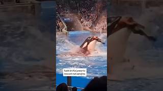 Dolphin Ladki Video