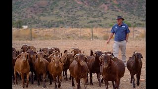 Watch Gerrie Ferreira Exports Top Boer Goats