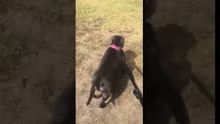 Lola, English Staffy, 12 Weeks Post Mmp For Torn Acl