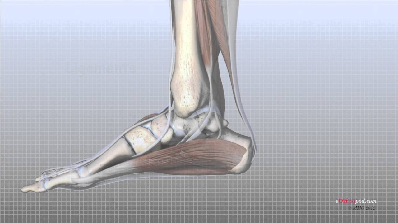 Foot Anatomy Animated Tutorial - YouTube