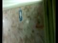 o mio dio! un uomo al bagno delle donne?