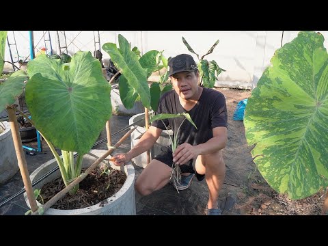แนะนำ Colocasia midori sour vs lime gecko สวนข้างบ้านฉัน ep 135