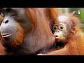 The orangutan is almost family to us
