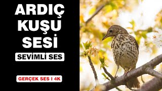 Gerçek Ardıç Kuşu Sesleri Yüksek Kalite Sevimli Ardıç Kuşu Sesi Deneyimi 4K
