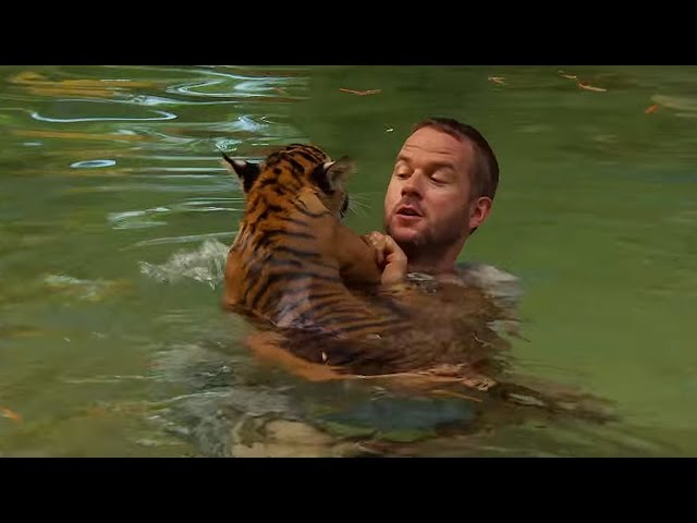 Tiger Cubs Swimming For The First Time - Video